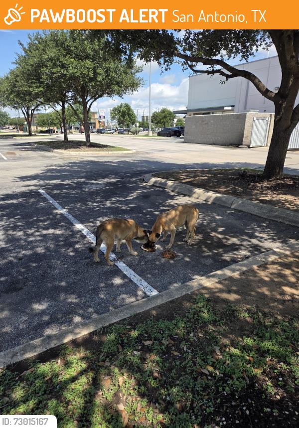 Found/Stray Female Dog last seen behind the firehouse subs, San Antonio, TX 78223