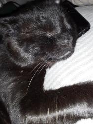 Lost Male Cat last seen 47th street se, Washington, DC 20019