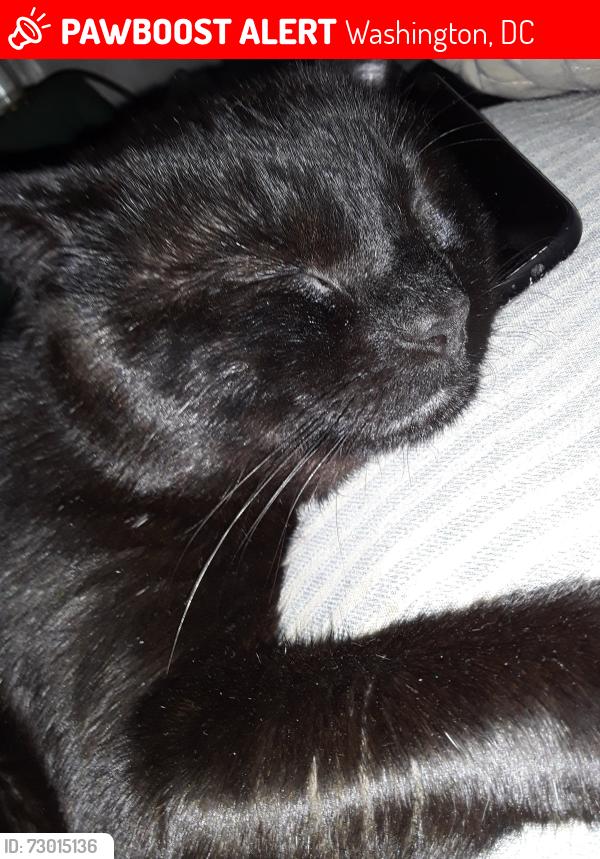 Lost Male Cat last seen 47th street se, Washington, DC 20019