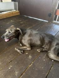 Found/Stray Male Dog last seen Deerpointe, Jacksonville, FL 32210