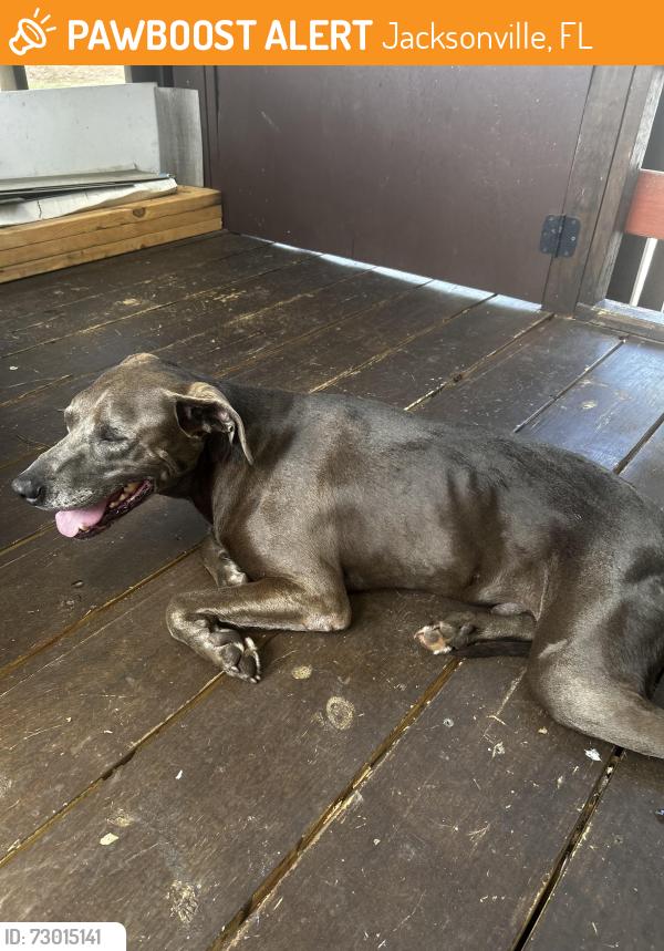 Found/Stray Male Dog last seen Deerpointe, Jacksonville, FL 32210