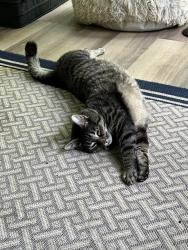 Lost Male Cat last seen Near West River Road, Louisburg, NC 27549
