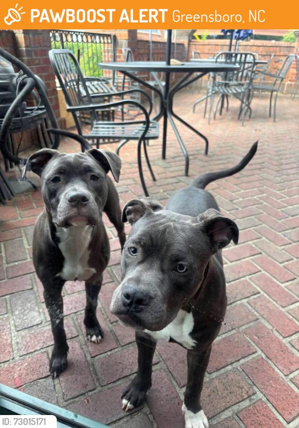 Found/Stray Female Dog last seen Battleground avenue.. found at Crust and Craft, Greensboro, NC 27408
