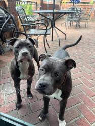 Found/Stray Female Dog last seen Battleground avenue.. found at Crust and Craft, Greensboro, NC 27408