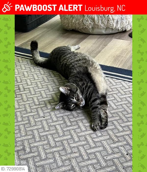Lost Male Cat last seen Near West River Road, Louisburg, NC 27549