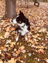 Lost Male Dog last seen 36th & 146th Salem twp , Zeeland, MI 49464