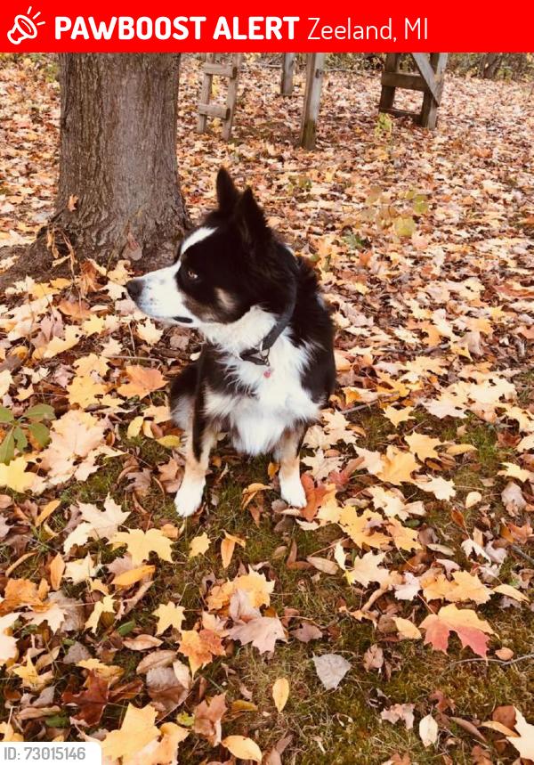 Lost Male Dog last seen 36th & 146th Salem twp , Zeeland, MI 49464