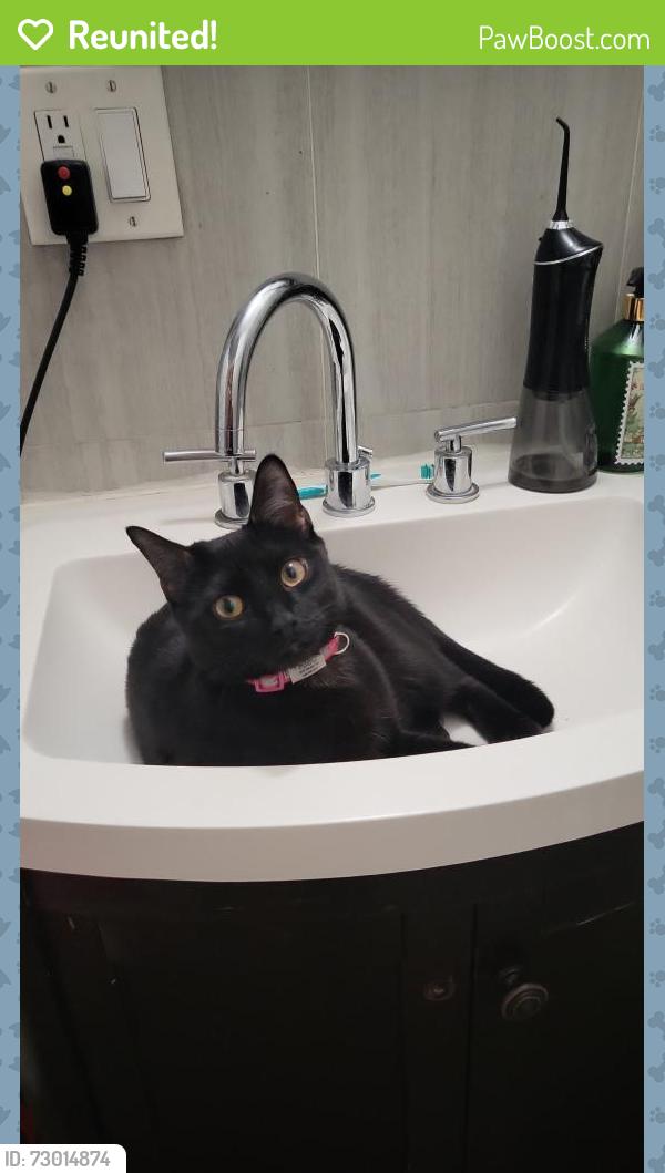 Reunited Female Cat last seen 207st and Decatur Ave, The Bronx, NY 10458