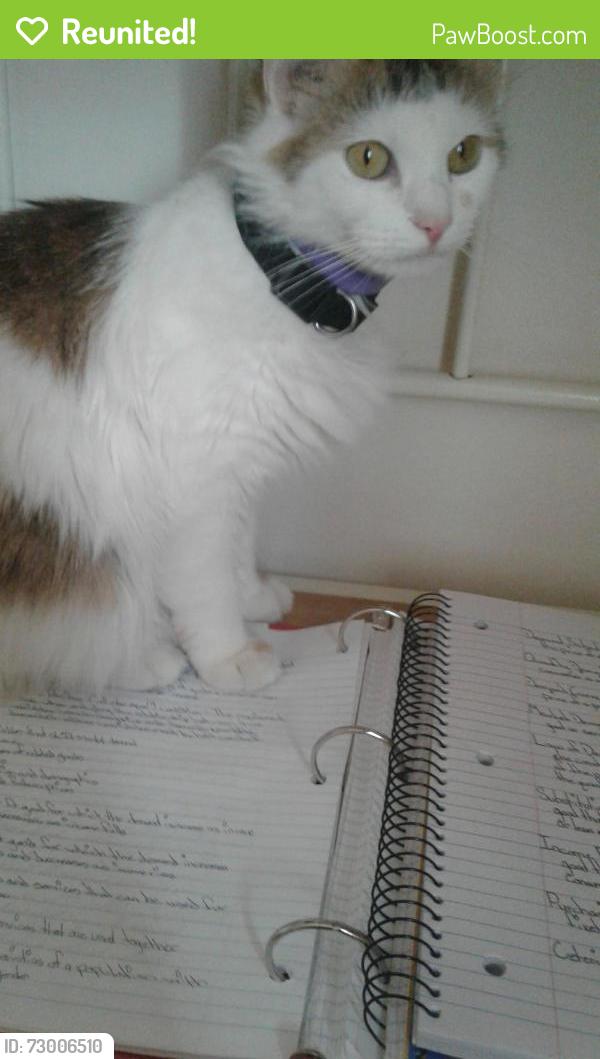 Reunited Female Cat last seen Randolph avenue, Hagerstown, MD 21740