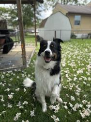 Lost Male Dog last seen Anna avenue by our lady perpetual church , Grove City, OH 43123