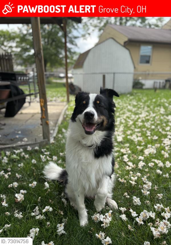 Lost Male Dog last seen Anna avenue by our lady perpetual church , Grove City, OH 43123