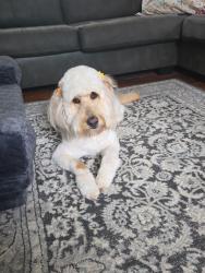 Lost Female Dog last seen Doc Hawkins Rd, Greene County, TN 37745