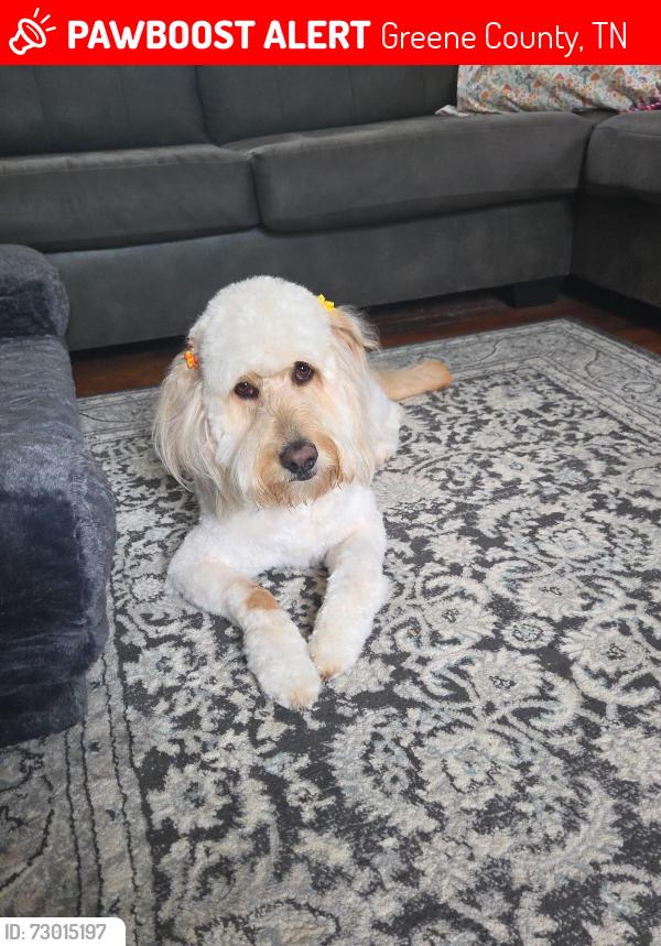 Lost Female Dog last seen Doc Hawkins Rd, Greene County, TN 37745