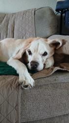 Reunited Male Dog last seen Wells Ave and Ivanhole Ave , Riverside, CA 92503