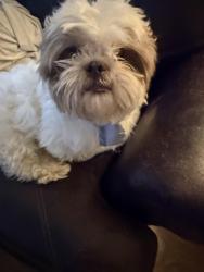 Found/Stray Male Dog last seen Near Barrett lakes , Kennesaw, GA 30144