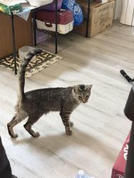 Found/Stray Male Cat last seen Elder and Florida, Nampa, ID 83686