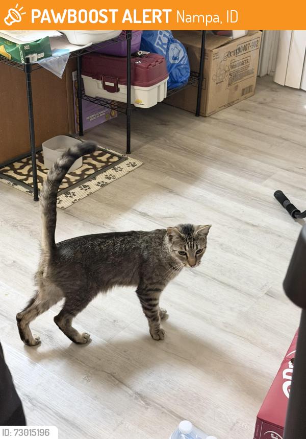 Found/Stray Male Cat last seen Elder and Florida, Nampa, ID 83686