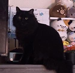 Reunited Female Cat last seen Broadway Rd and Gilbert Rd Vance apmts , Mesa, AZ 85204