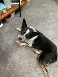 Found/Stray Male Dog last seen Teddy Jacks, Lubbock, TX 79424