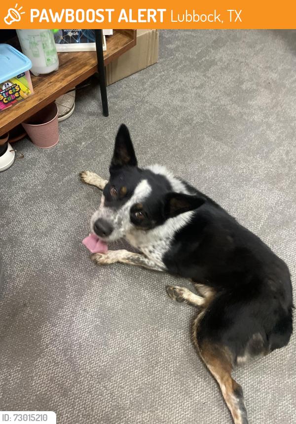 Found/Stray Male Dog last seen Teddy Jacks, Lubbock, TX 79424