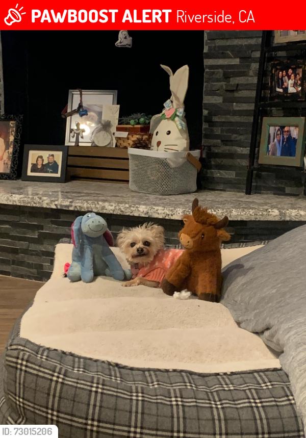 Lost Female Dog last seen Near Indiana, past the Tyler Mall and 91 Freeway, Riverside, CA 92503