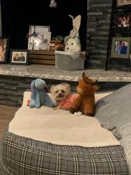 Lost Female Dog last seen Near Indiana, past the Tyler Mall and 91 Freeway, Riverside, CA 92503