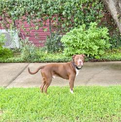 Found/Stray Male Dog last seen South Illinois and Easy Walker in League City, League City, TX 77573