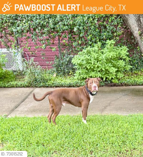 Found/Stray Male Dog last seen South Illinois and Easy Walker in League City, League City, TX 77573