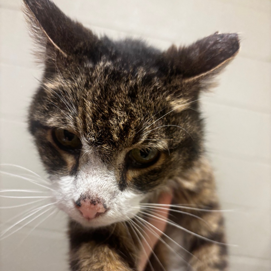 Shelter Stray Male Cat last seen , 54687 Co Rd 19, Bristol, IN 46507, USA