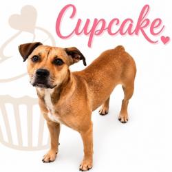 Shelter Stray Female Dog last seen , 2350 Appling City Cove, Memphis, TN 38133, USA