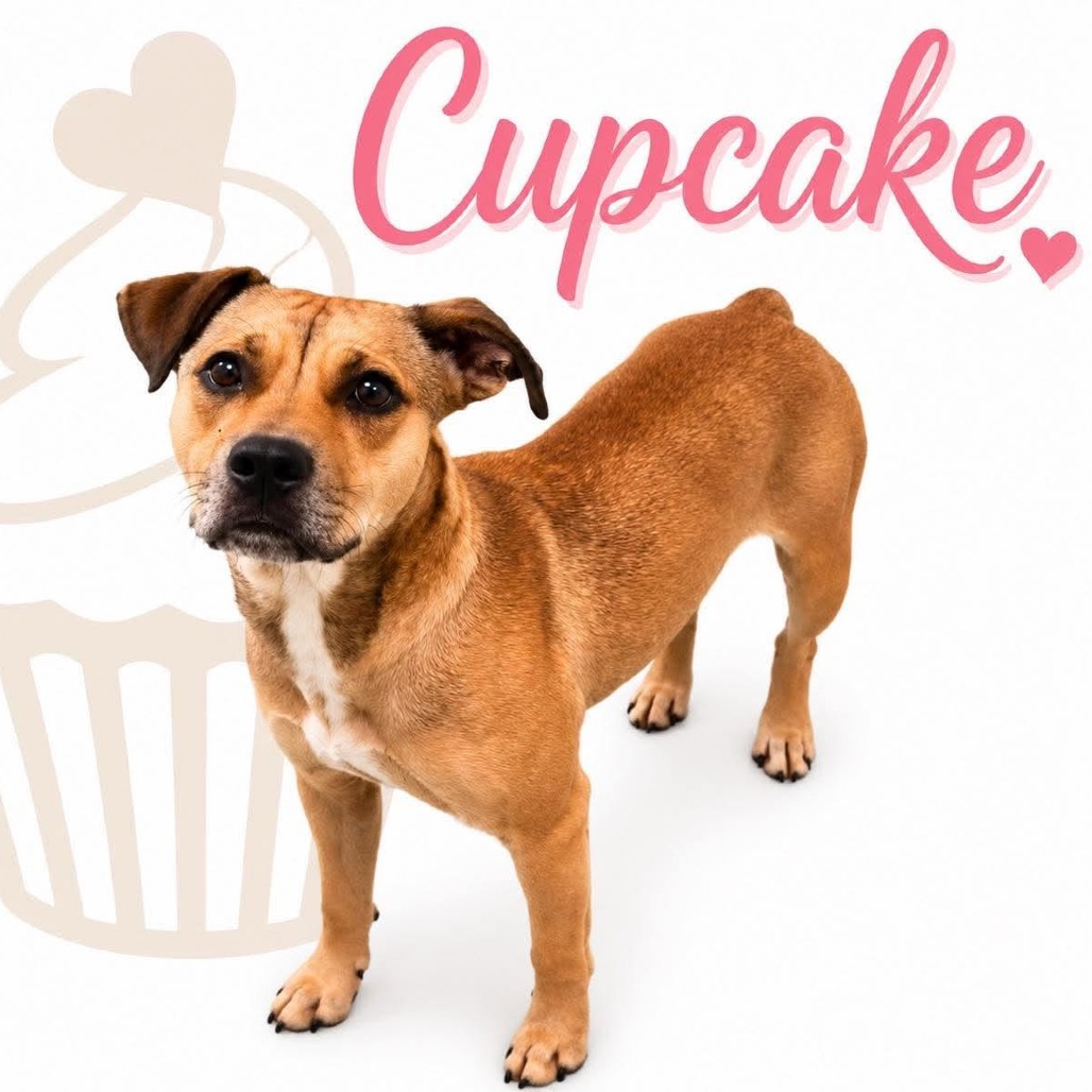 Shelter Stray Female Dog last seen , 2350 Appling City Cove, Memphis, TN 38133, USA