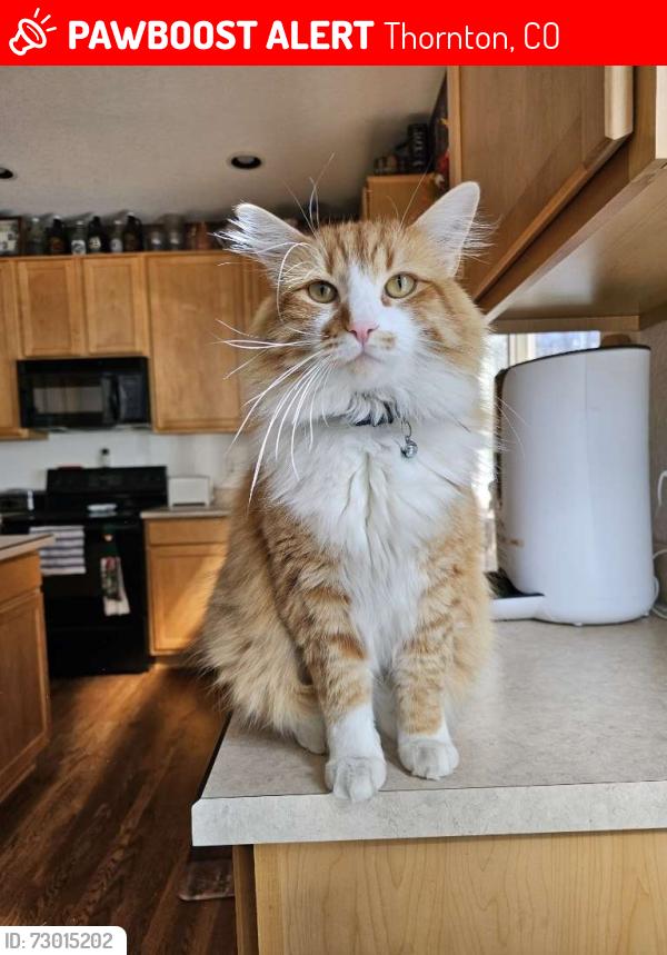 Lost Male Cat last seen Near east 101st ave, Thornton, CO 80229