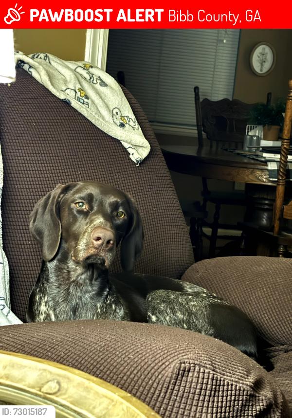 Lost Female Dog last seen Marjane Drive and Forsyth road, Bibb County, GA 31210