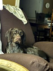 Lost Female Dog last seen Marjane Drive and Forsyth road, Bibb County, GA 31210