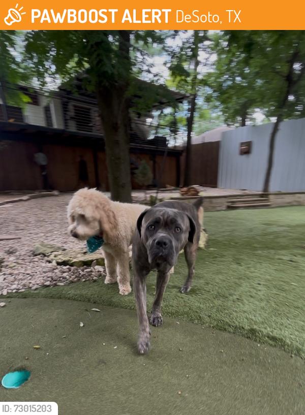 Found/Stray Male Dog last seen Duncanville rd, DeSoto, TX 75115