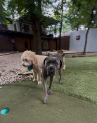 Found/Stray Male Dog last seen Duncanville rd, DeSoto, TX 75115