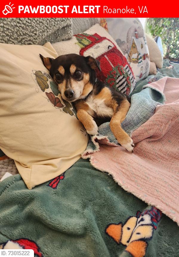 Lost Female Dog last seen Near Bandcroft, Roanoke, VA 24014