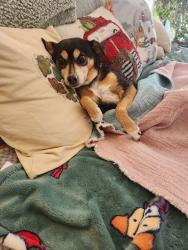 Lost Female Dog last seen Near Bandcroft, Roanoke, VA 24014