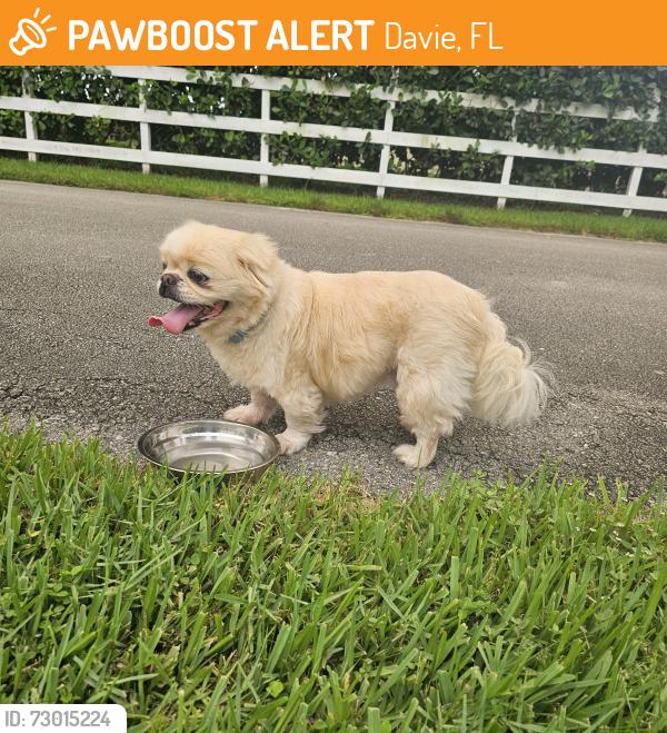 Found/Stray Male Dog last seen Viele and Stirling , Davie, FL 33328