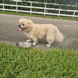 Found/Stray Male Dog last seen Viele and Stirling, Davie, FL 33328