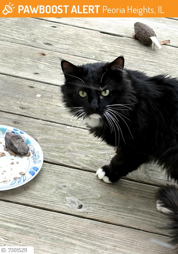 Found/Stray Male Cat last seen Off 29 near Gardner Ln., Peoria Heights, IL 61616