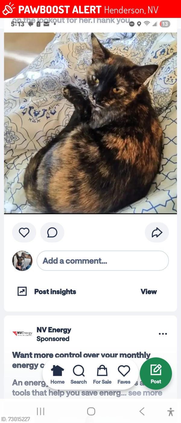Lost Female Cat last seen Burkholder and  brown lee, Henderson, NV 89015