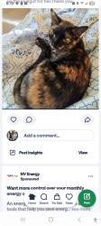 Lost Female Cat last seen Burkholder and  brown lee, Henderson, NV 89015