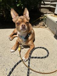 Reunited Male Dog last seen Selwyn Oaks Ct, Charlotte, NC 28209