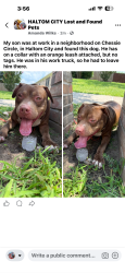 Found/Stray Male Dog last seen Chessie Circle , Haltom City, TX 76137