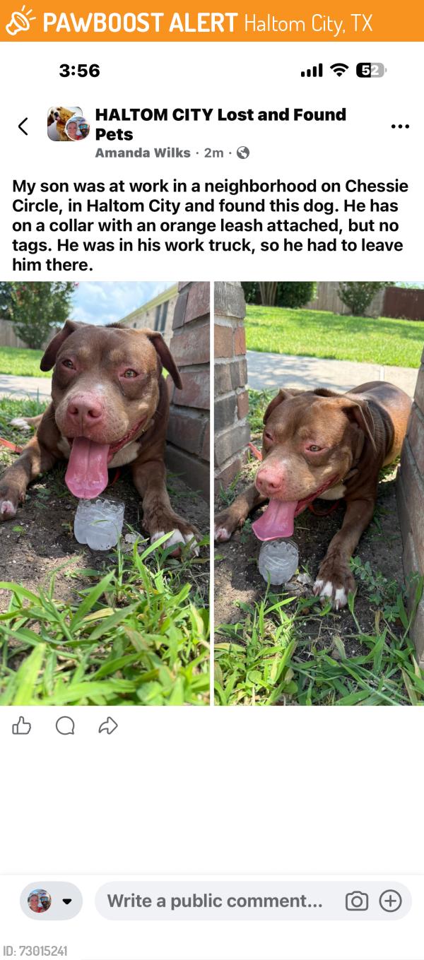 Found/Stray Male Dog last seen Chessie Circle , Haltom City, TX 76137
