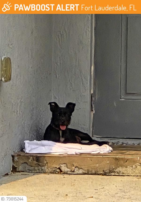 Found/Stray Female Dog last seen Near Ave and broward Blvd by Walmart , Fort Lauderdale, FL 33312