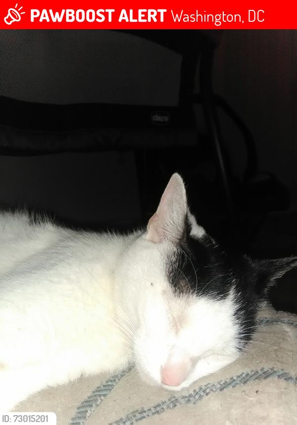 Lost Female Cat last seen 47th street se, Washington, DC 20019