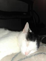 Lost Female Cat last seen 47th street se, Washington, DC 20019