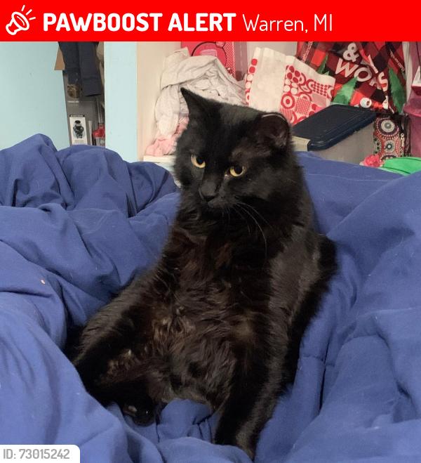 Lost Female Cat last seen 9 mile and toepher, Warren, MI 48089